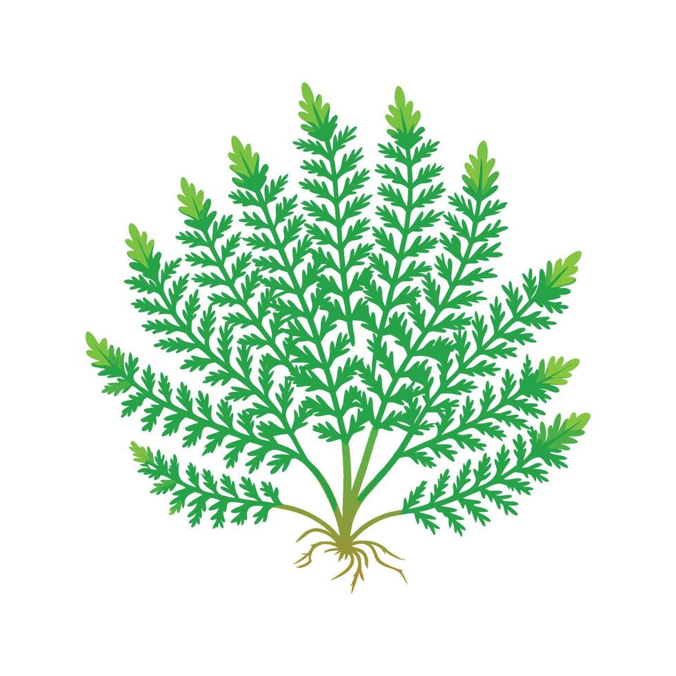 Unique Kraussiana Selaginella Plant vector