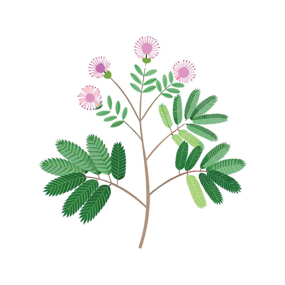 Elegant Mimosa Pudica Illustration vector