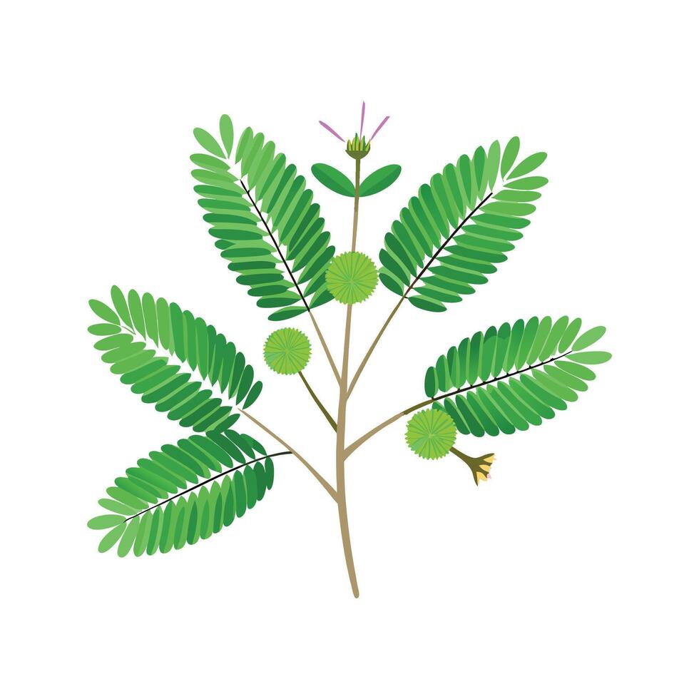 Charming Sensitive Plant Design vector
