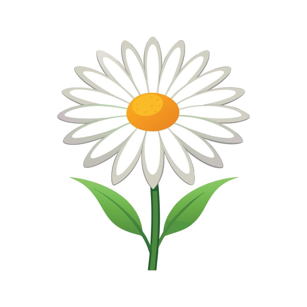 Charming Shasta Daisy Design vector