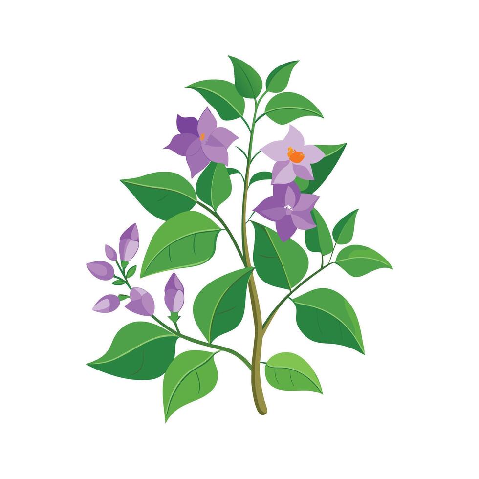 Vibrant Skyflower Duranta Plant Design vector
