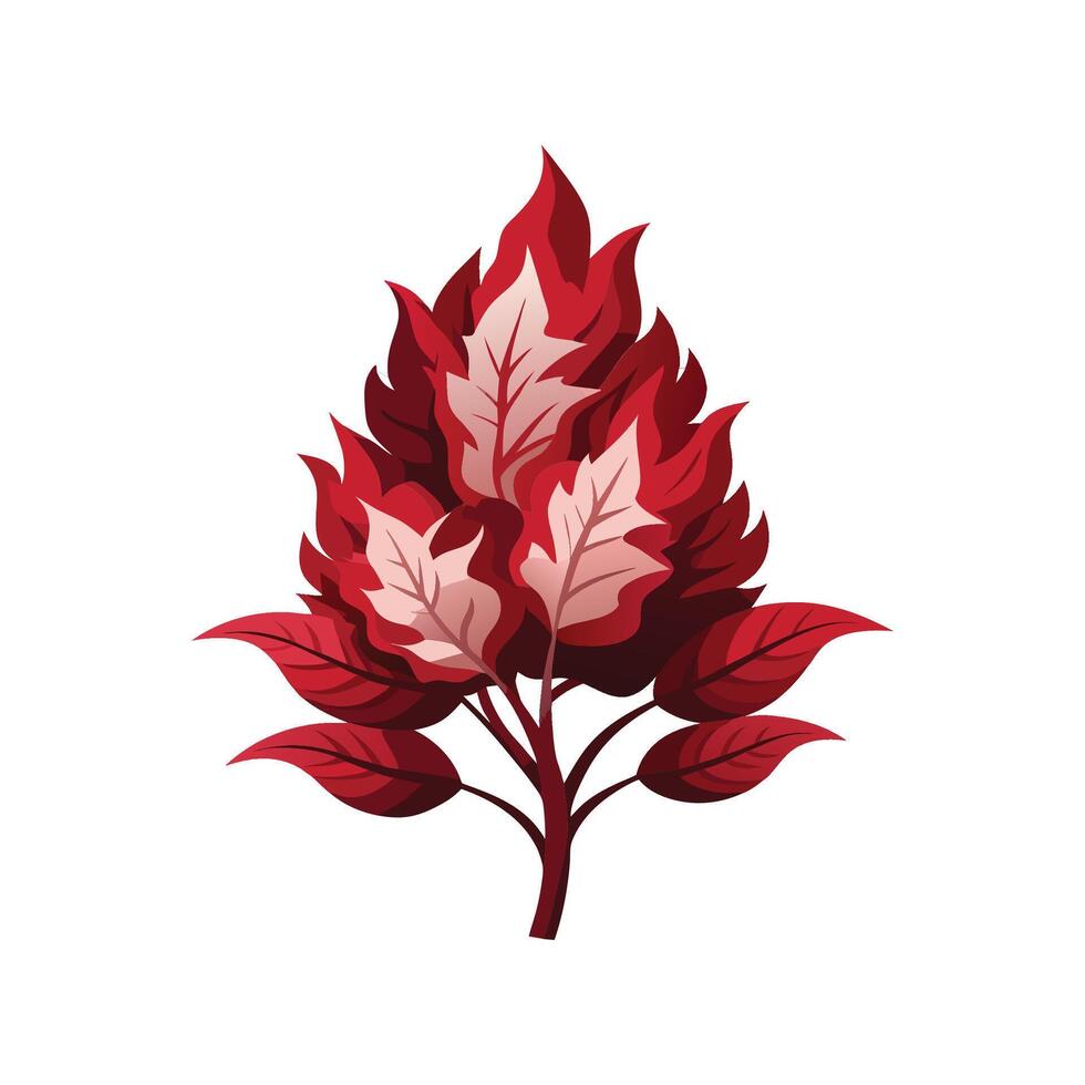 Unique Smoke Bush Plant vector