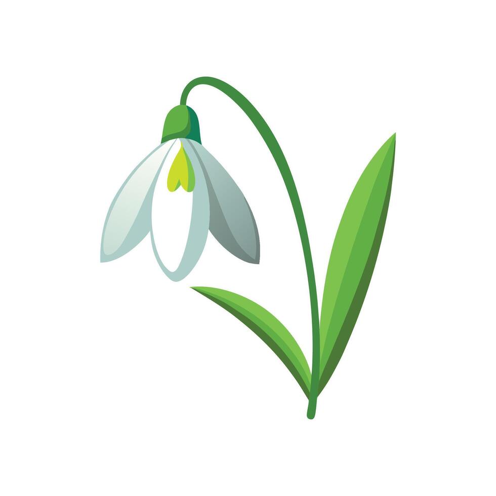 Elegant Snowdrop Plant Illustration vector