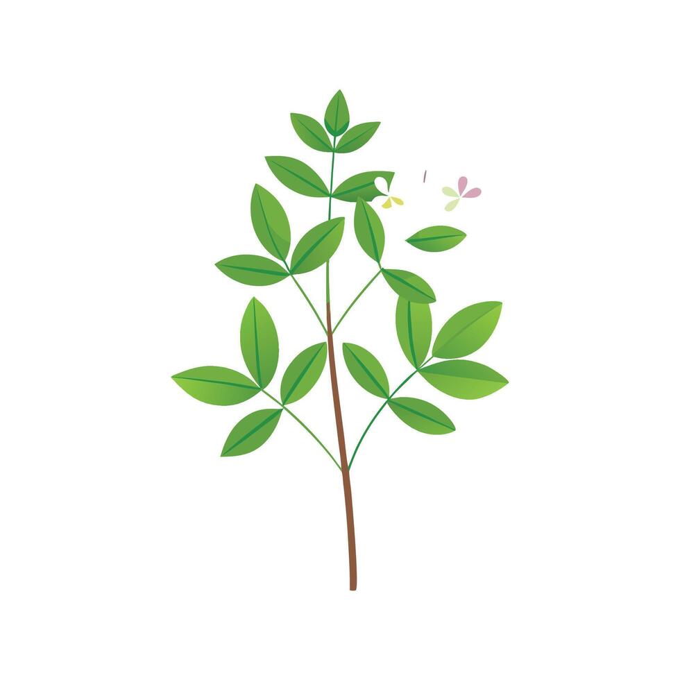 Charming Soleirolia Plant Design vector