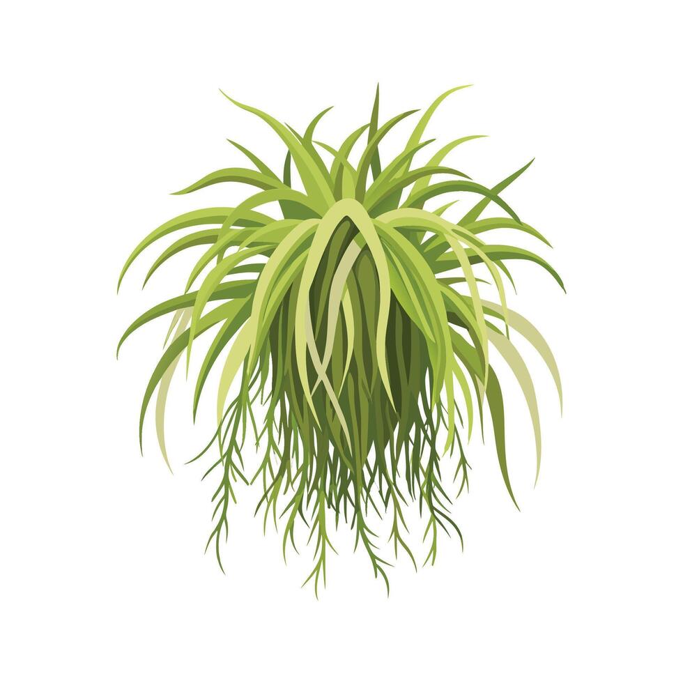 Beautiful Tillandsia Usneoides Moss Hanging vector