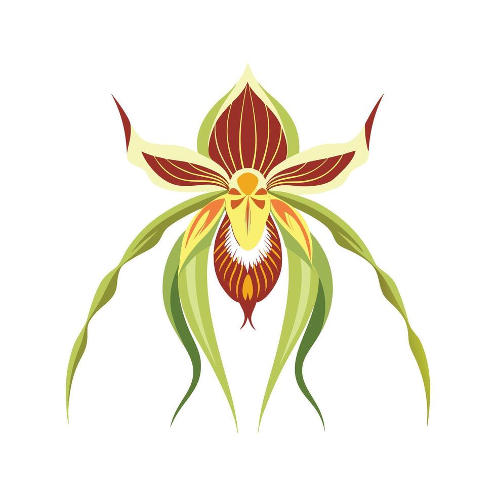 Beautiful Spider Orchid for Home Decor vector
