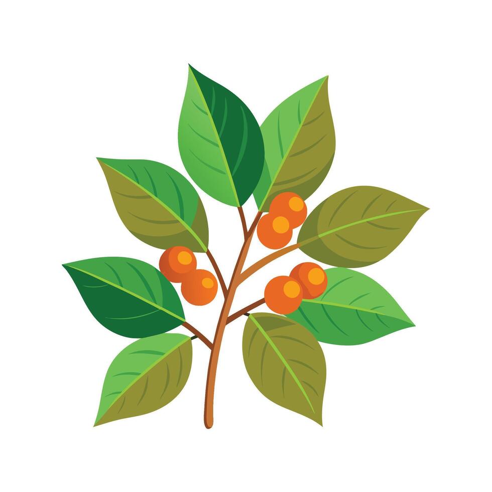 Spicebush Illustration for Nature Projects vector