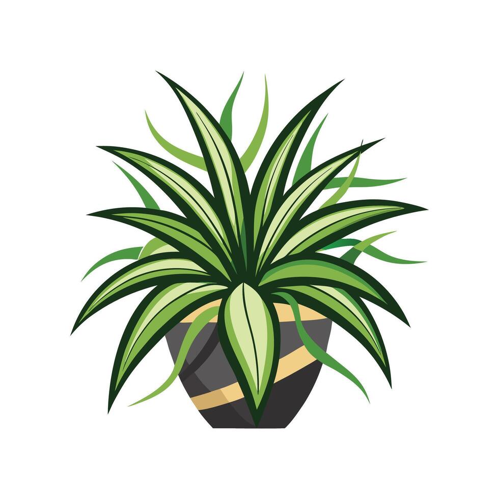 Charming Spider Plant for Indoor Environments vector