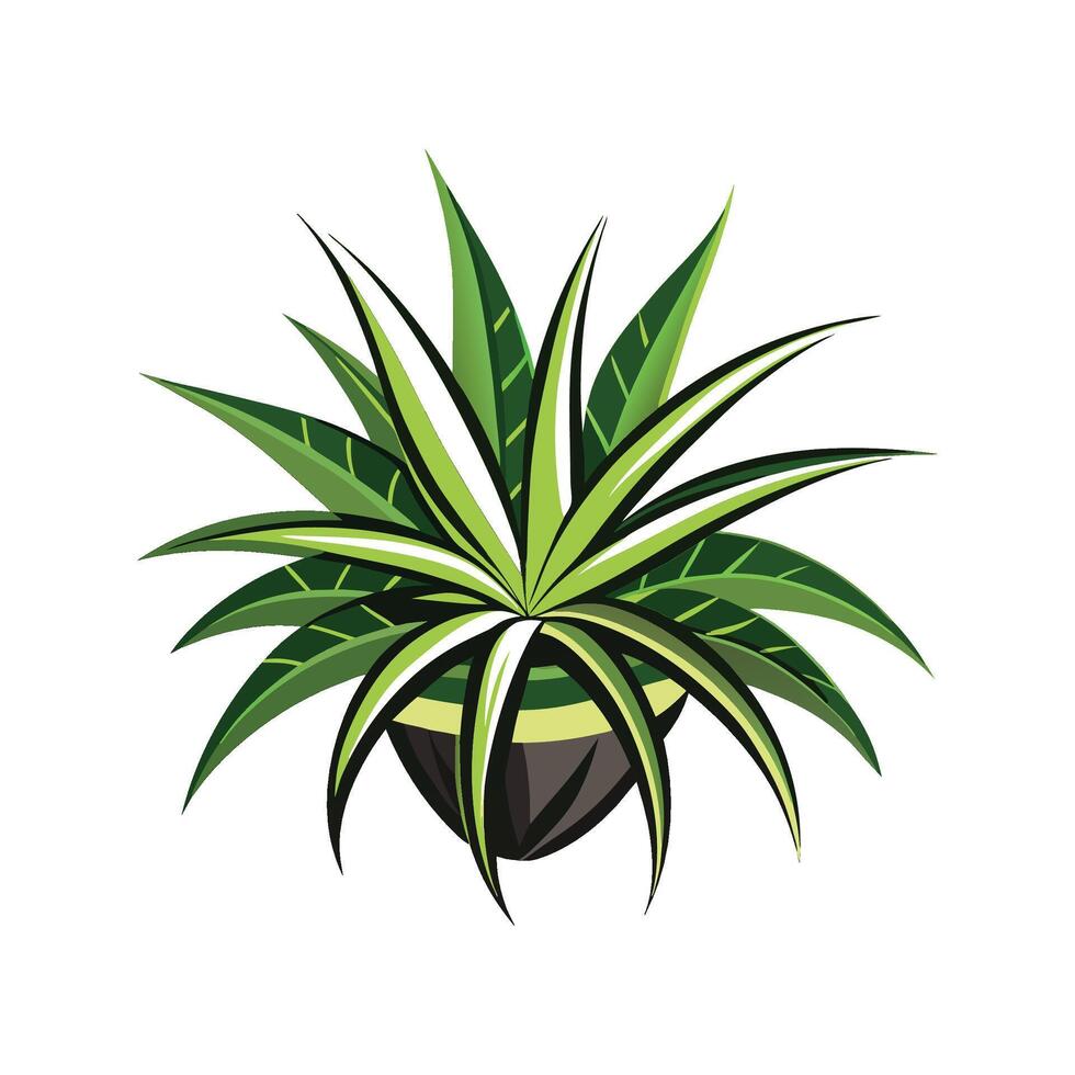 Exquisite Spider Plant for Botanical Art vector