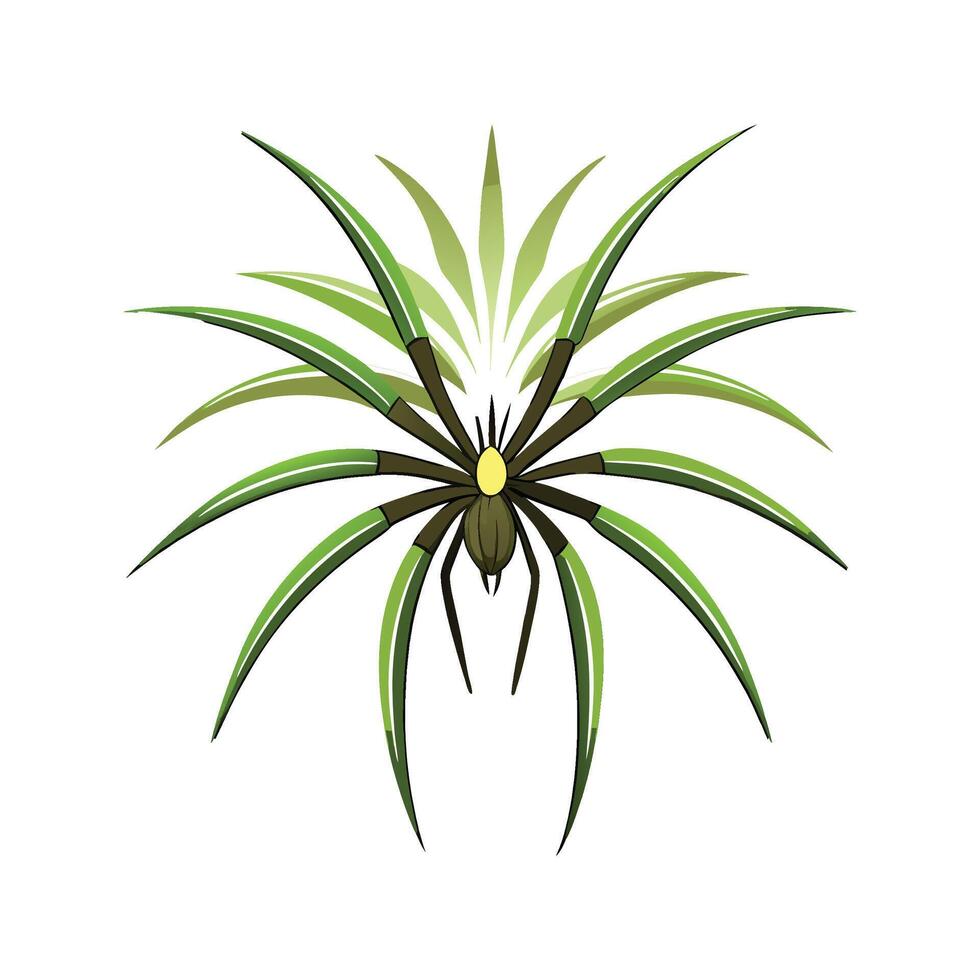 Beautiful Spider Plant for Natural Interiors vector