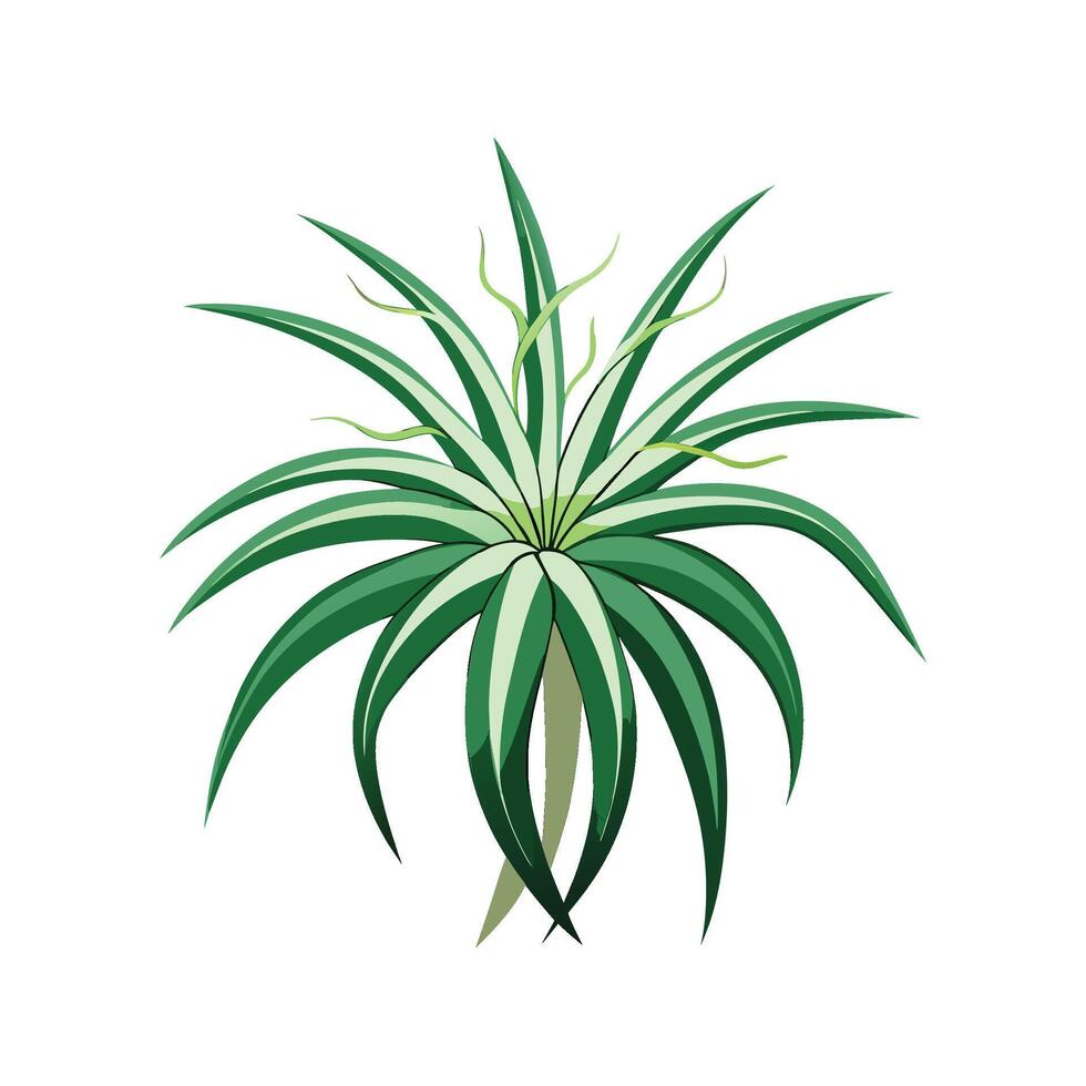 Artistic Touch of Spider Plant for Designs vector