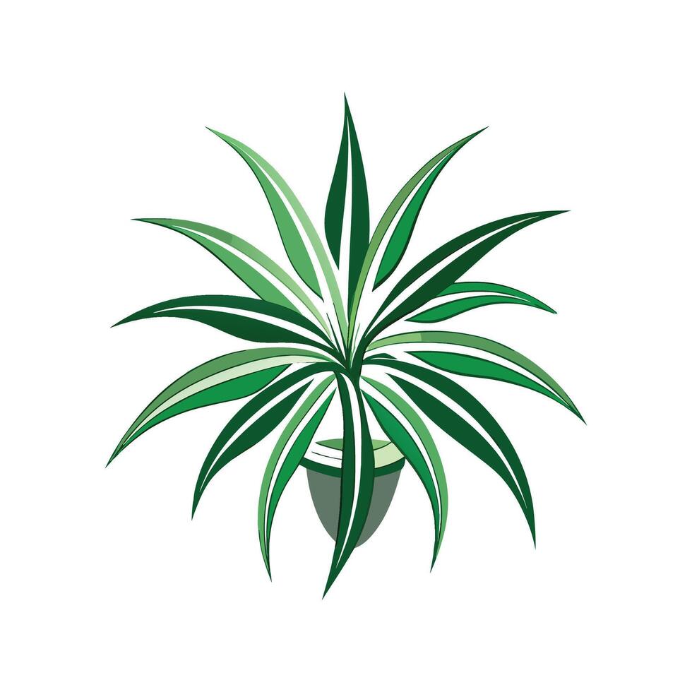Beautiful Spider Plant for Unique Home Decor vector
