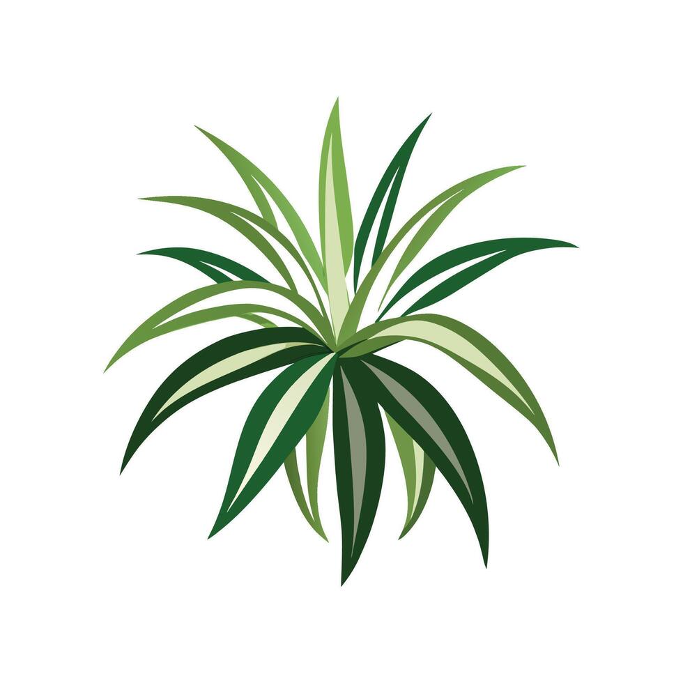 Charming Spider Plant for Nature Enthusiasts vector