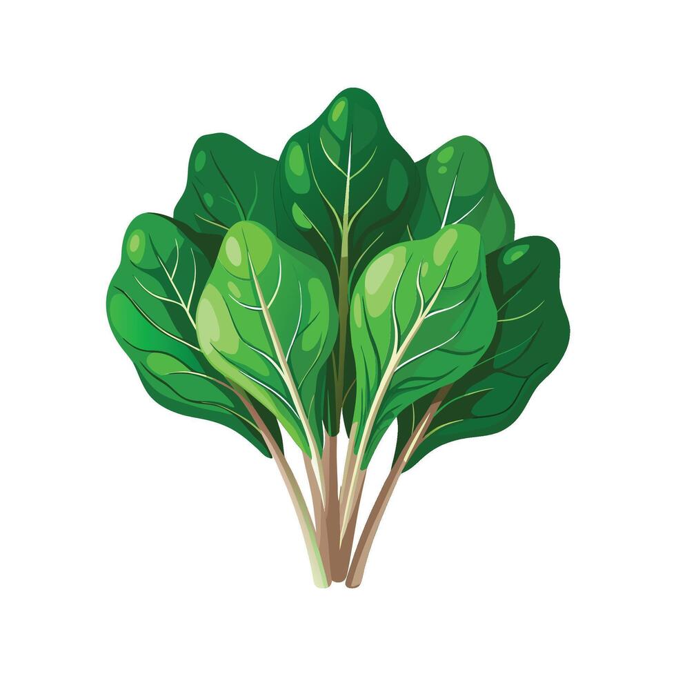 Charming Spinach for Healthy Living vector