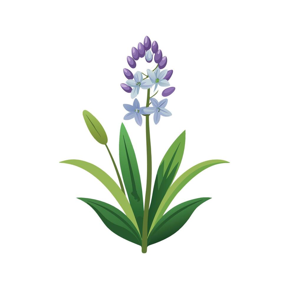 Artful Squill for Creative Projects vector