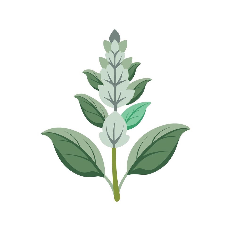 Charming Stachys Lambs Ear Design vector