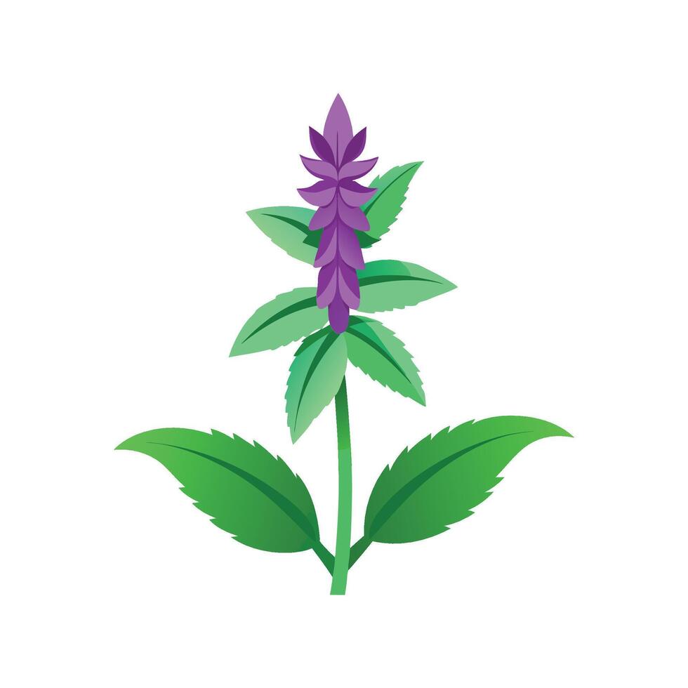 Elegant Stachys for Home Decoration vector