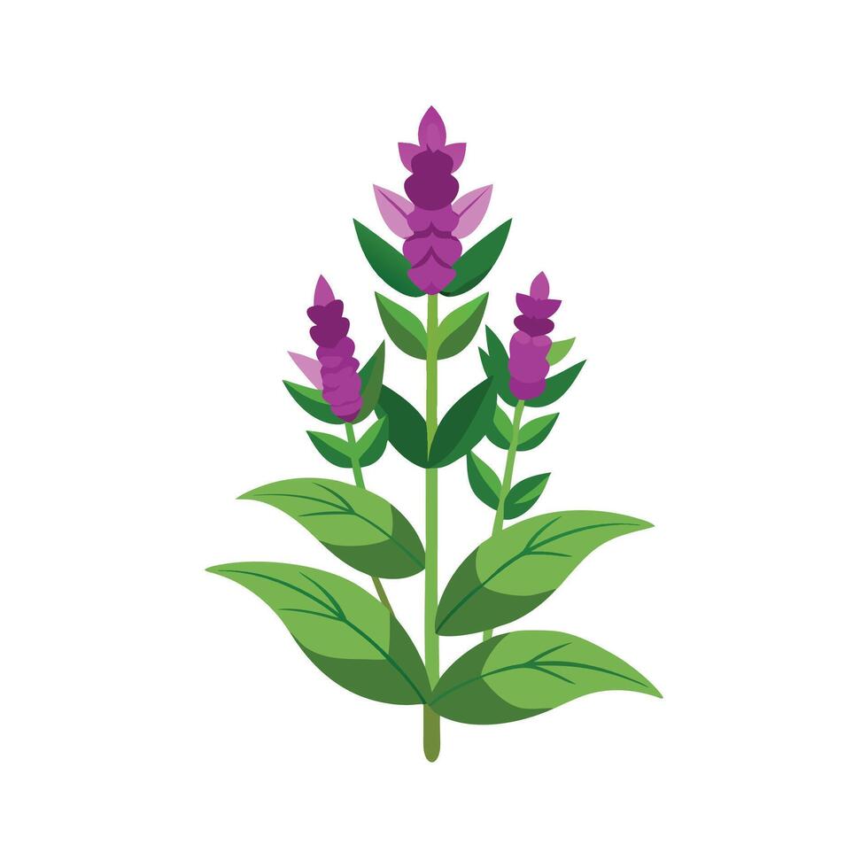Charming Stachys for Nature Art vector