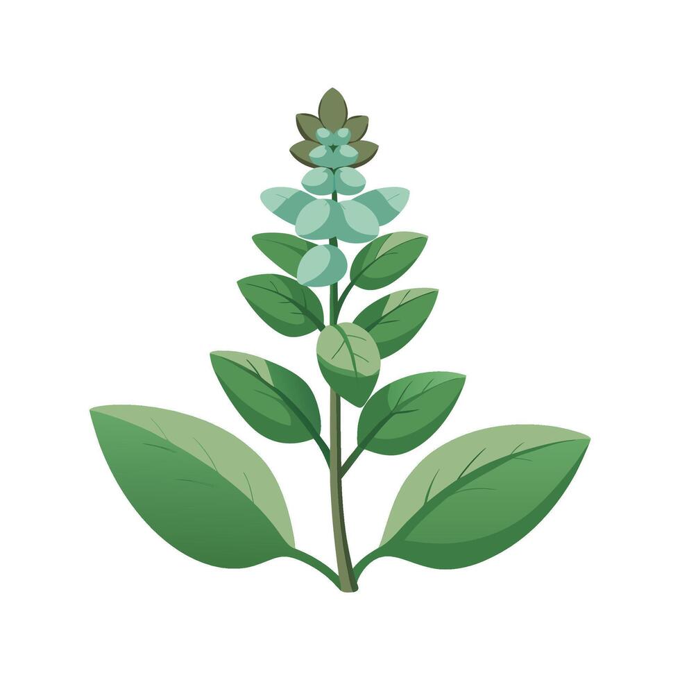 Stylish Lambs Ear for Natural Aesthetics vector