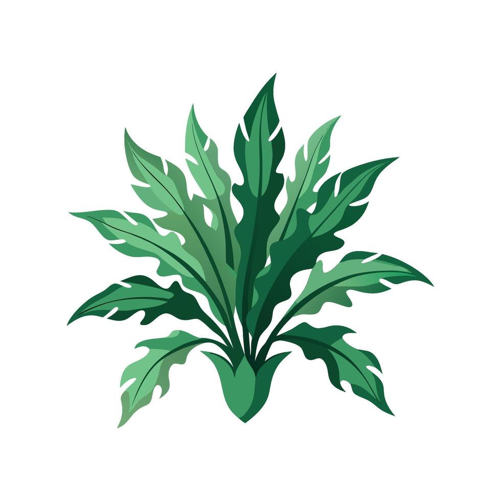 Beautiful Staghorn Fern for Nature Projects vector