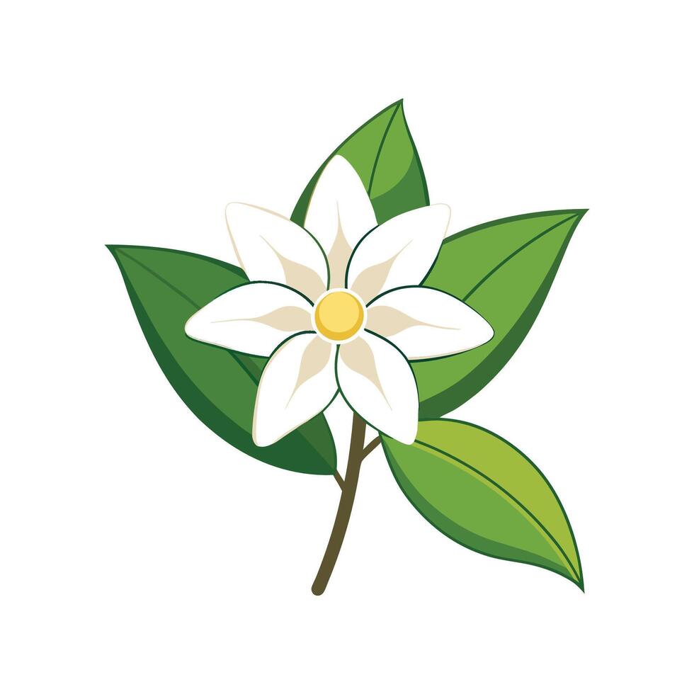 Charming Madagascar Jasmine Design vector