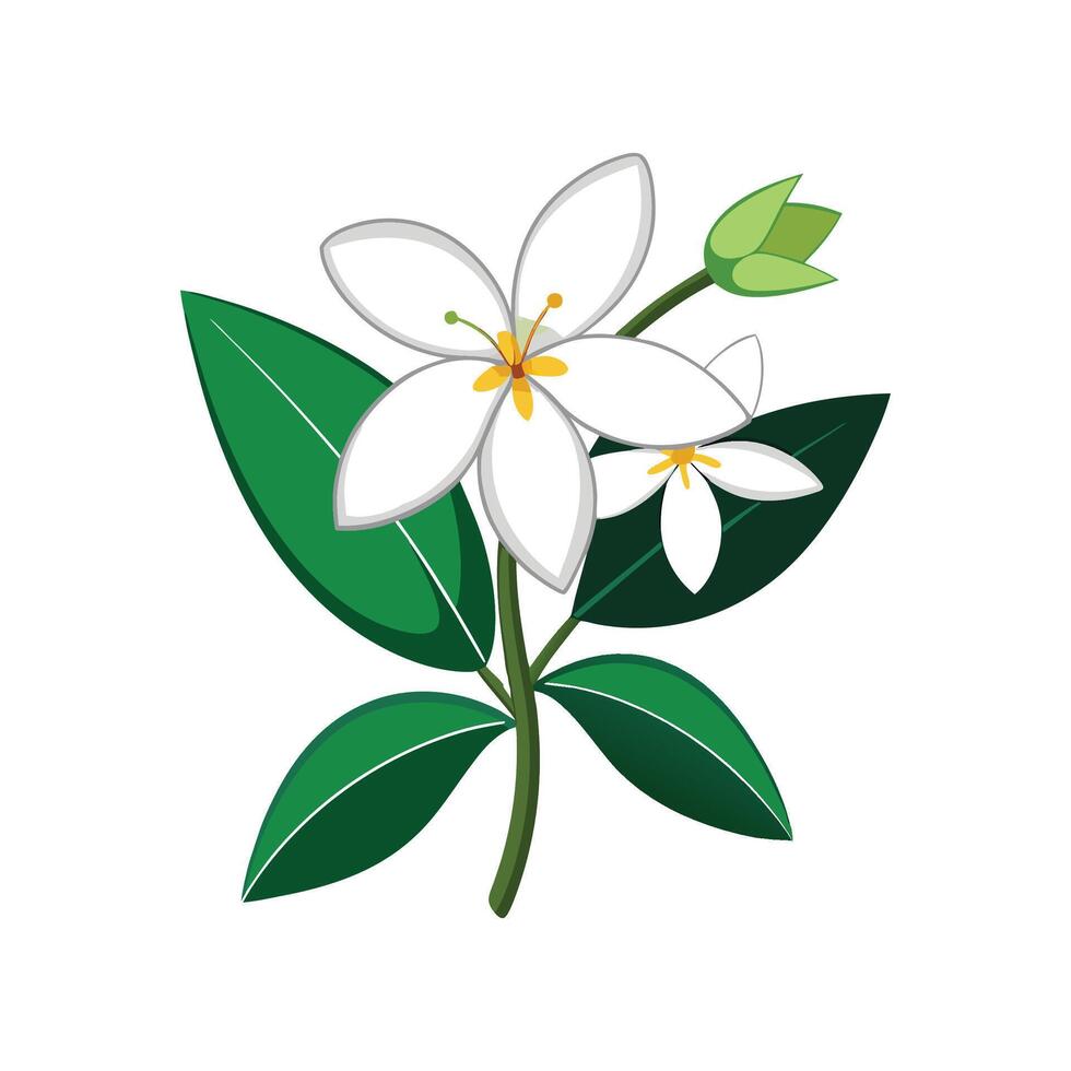 Beautiful Madagascar Jasmine for Home Design vector