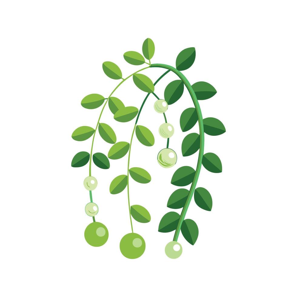 Elegant String of Pearls Plant Image vector
