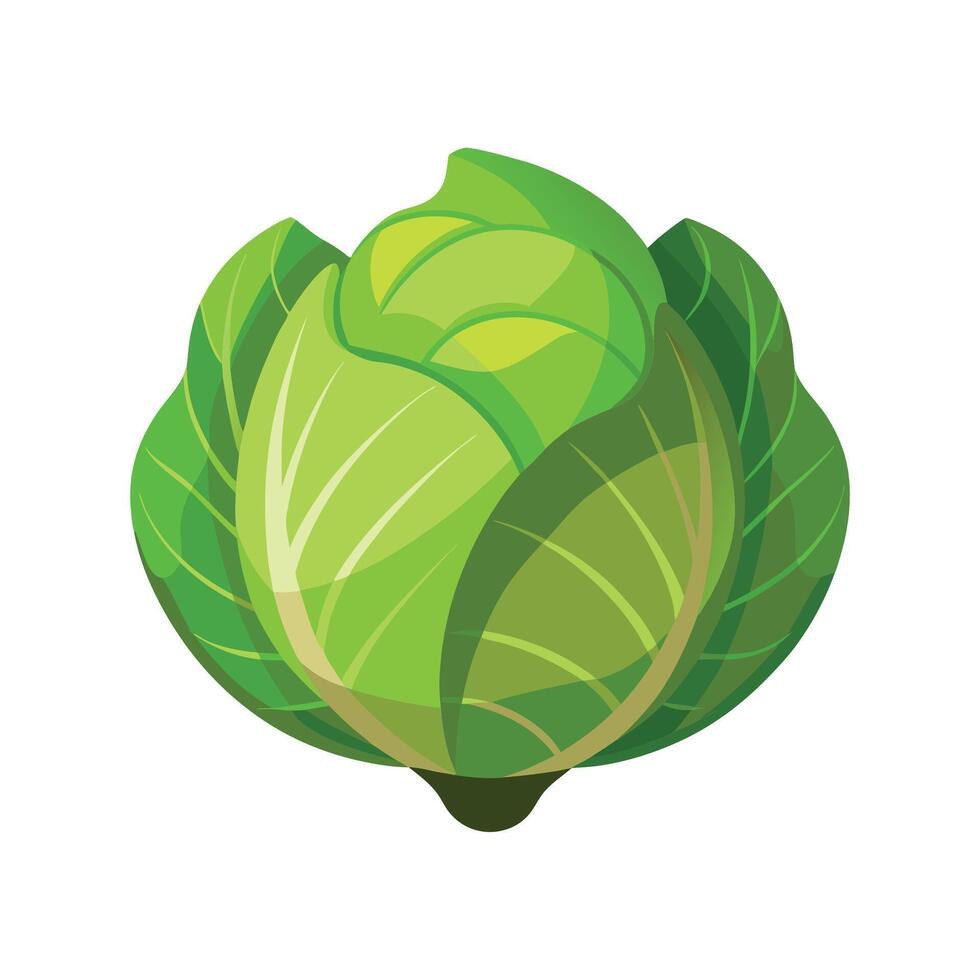 Elegant Surinam Cabbage for Home Decor vector
