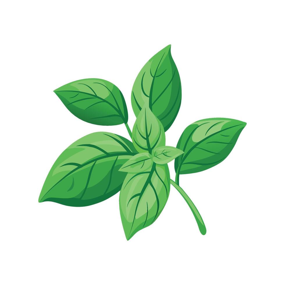 Stylish Sweet Basil for Culinary Designs vector