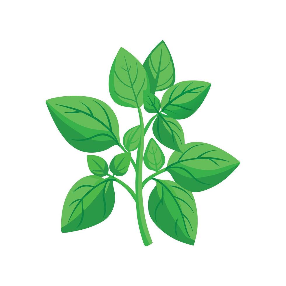 Charming Sweet Basil for Culinary Art vector