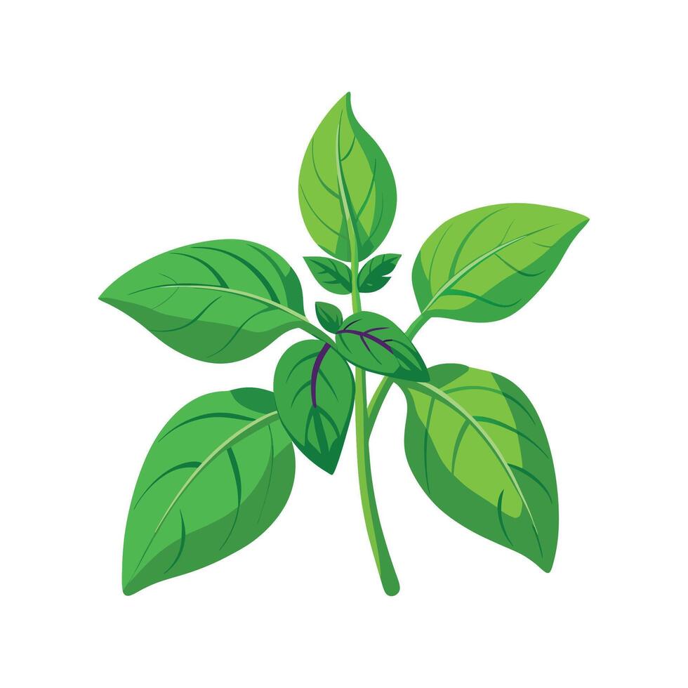 Elegant Sweet Basil for Home Cooking vector