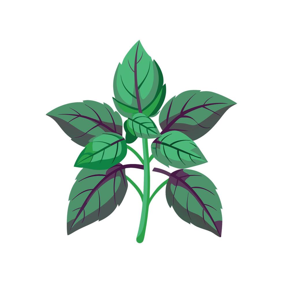 Artful Sweet Basil for Creative Recipes vector