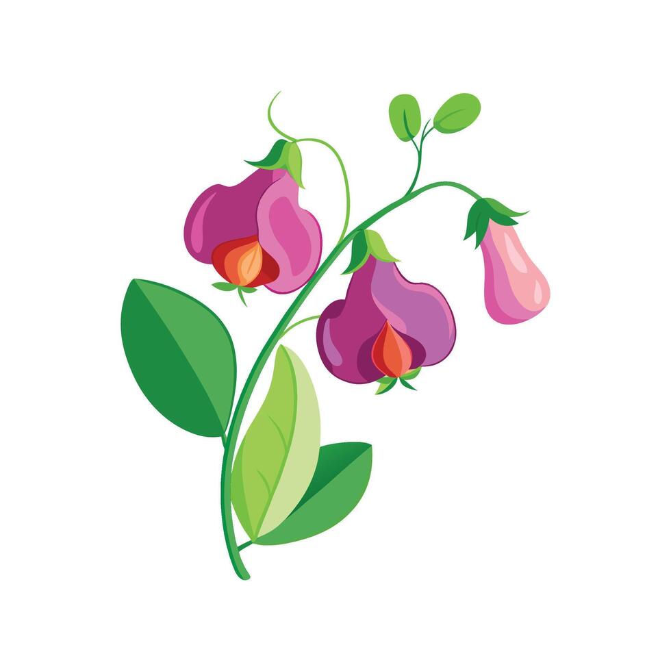Stylish Sweet Pea for Nature Lovers vector