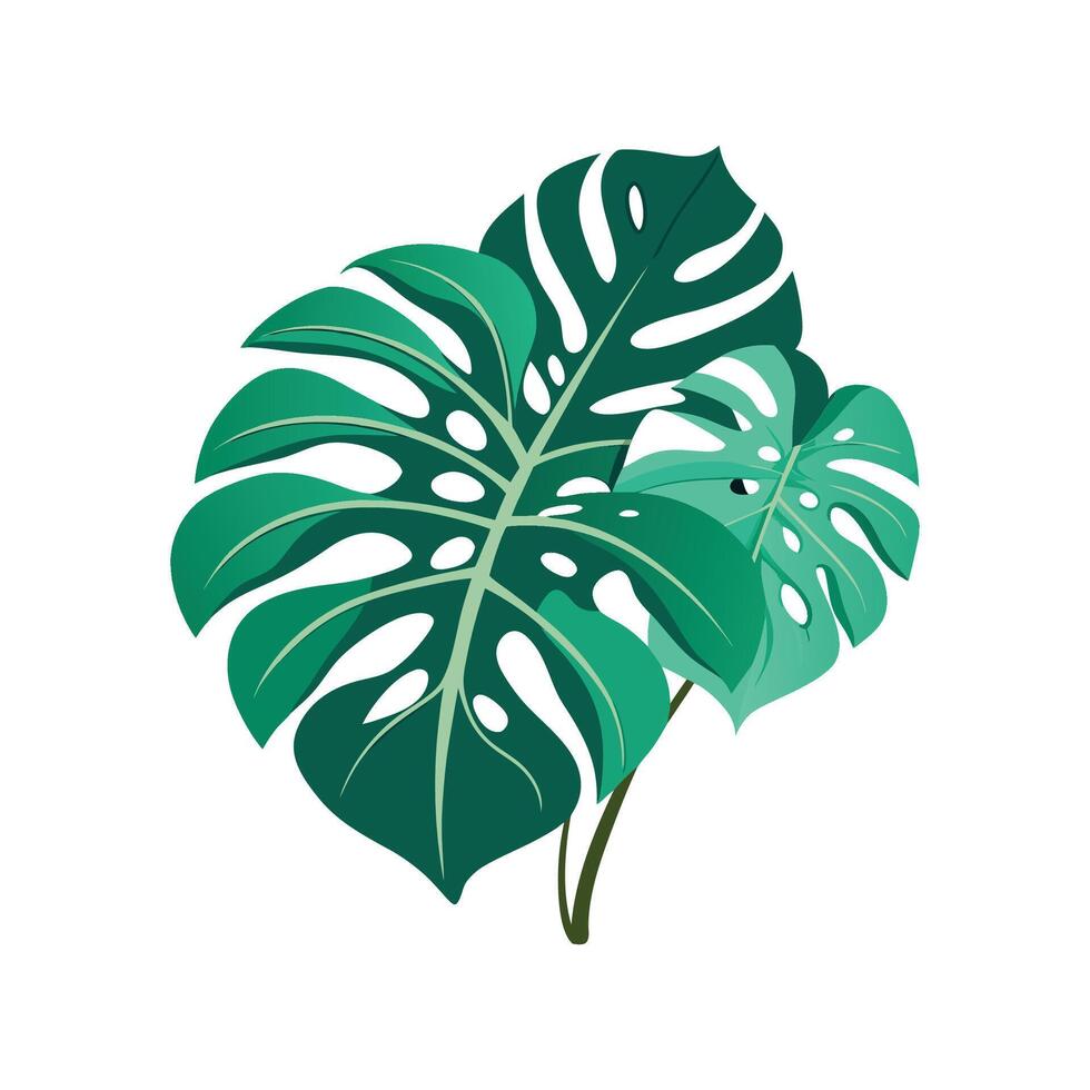 Stylish Monstera Cheese Plant for Home Decor vector