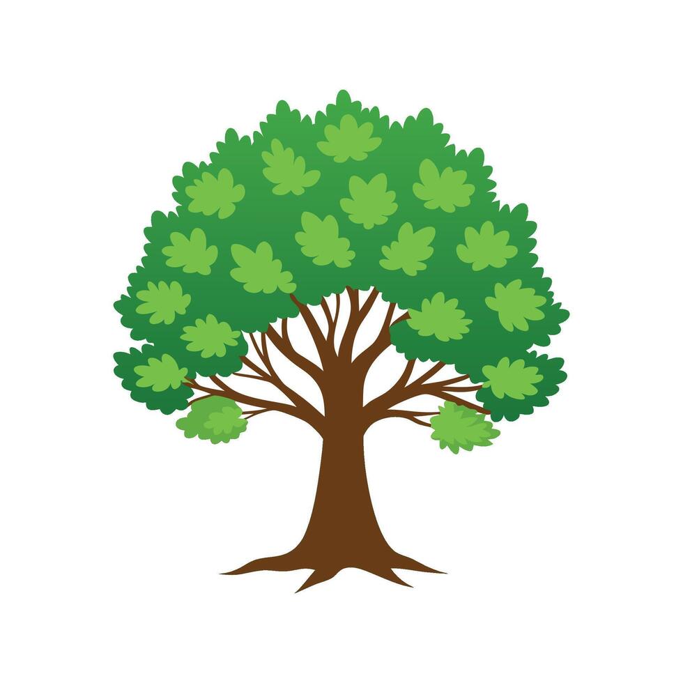 Beautiful Sycamore for Home Decoration vector