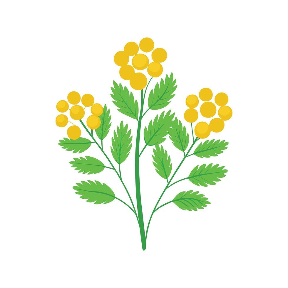 Beautiful Tansy for Creative Projects vector