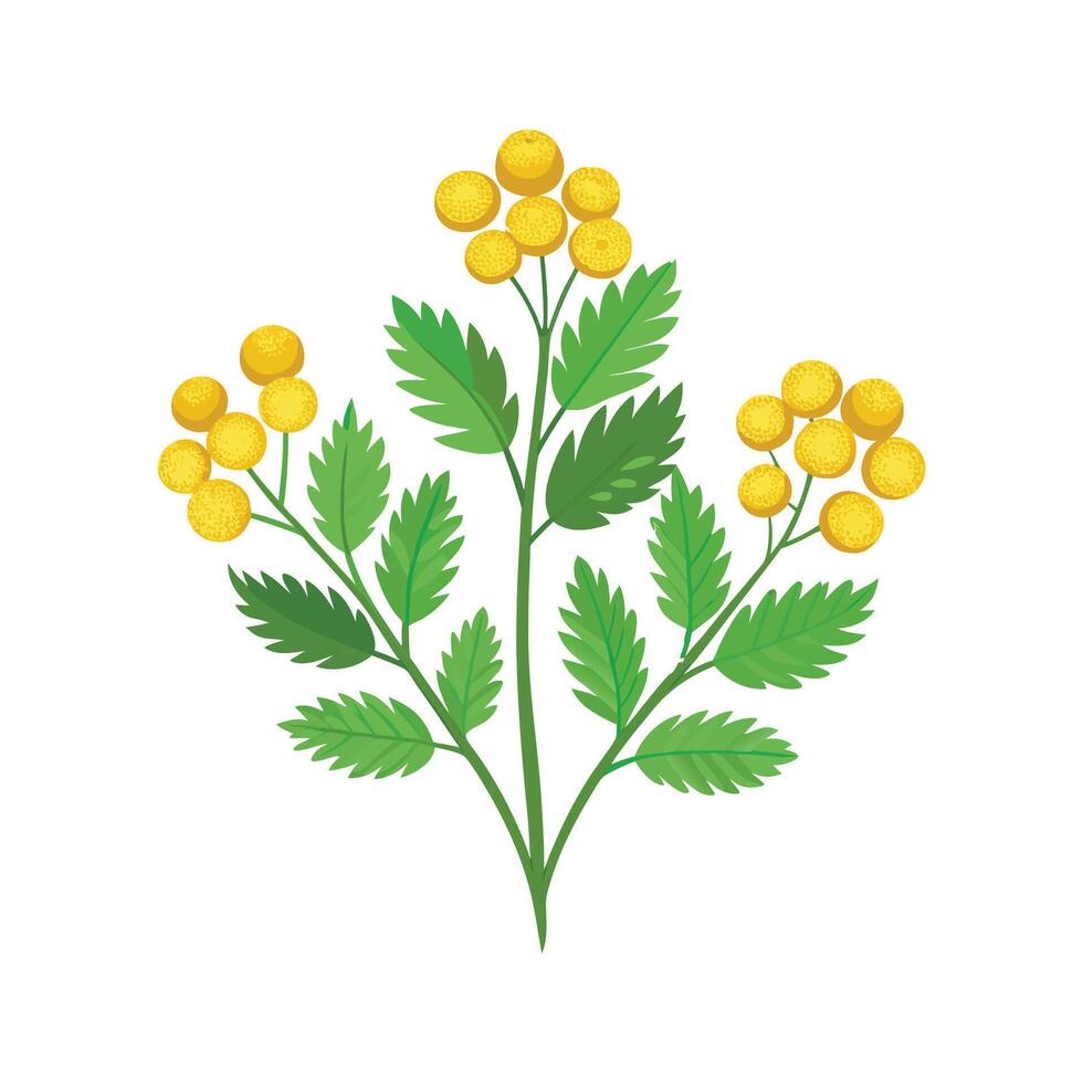 Exquisite Tansy for Natural Aesthetics vector