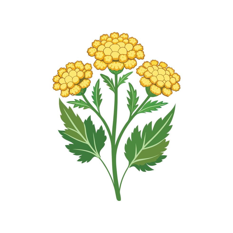 Elegant Tansy Ragwort for Nature Decor vector