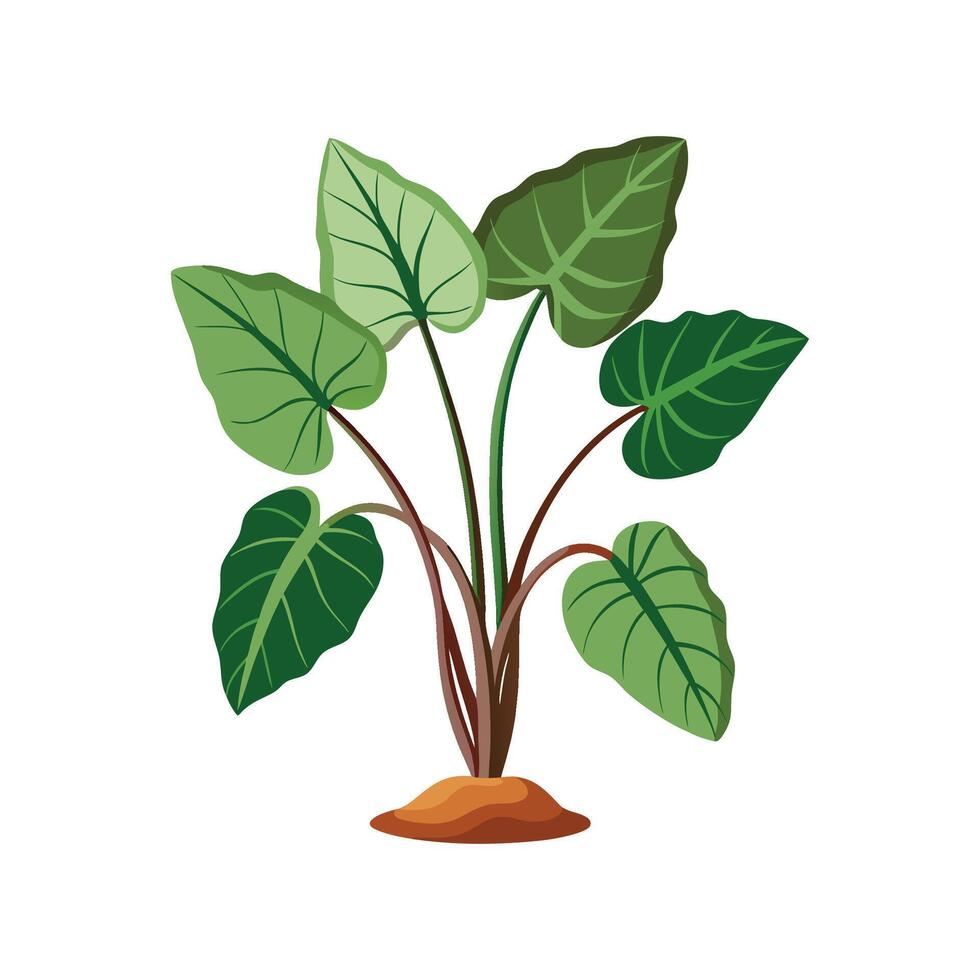 Charming Taro Plant for Unique Aesthetics vector