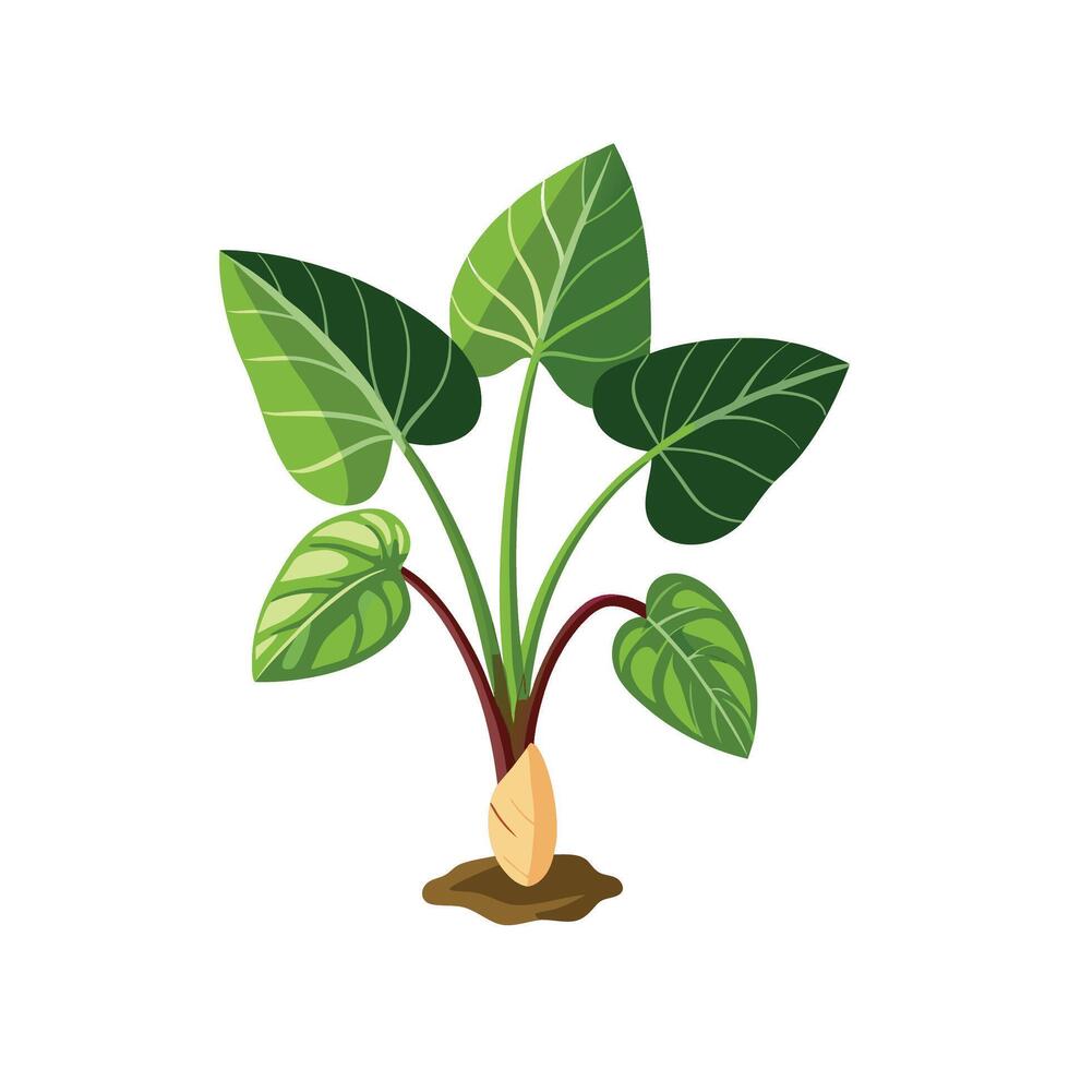 Beautiful Taro Plant for Unique Aesthetics vector