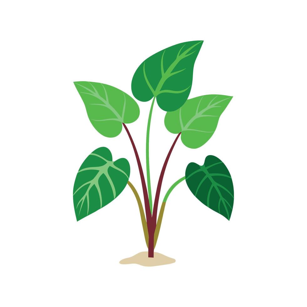 Elegant Taro Plant for Nature Decor vector