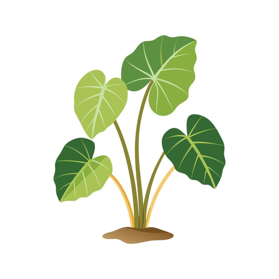 Artful Taro Plant for Unique Designs vector
