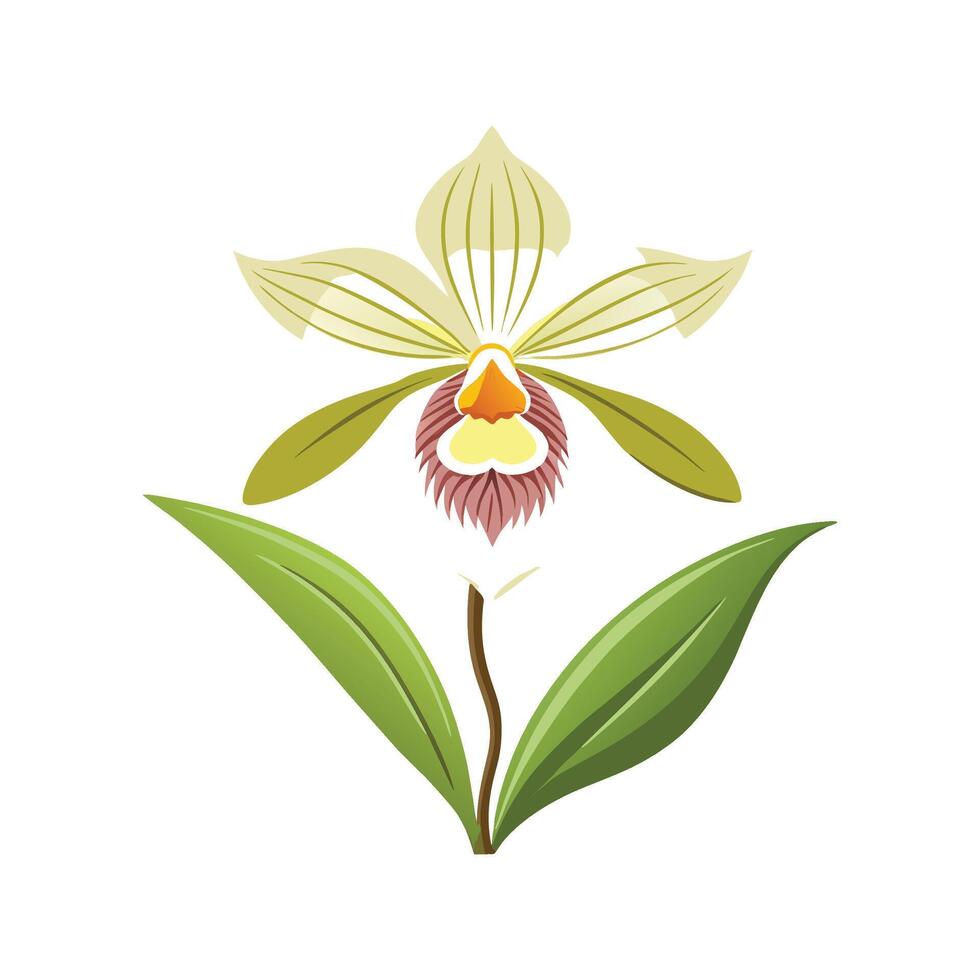 Stylish Terrestrial Orchid for Home Aesthetics vector