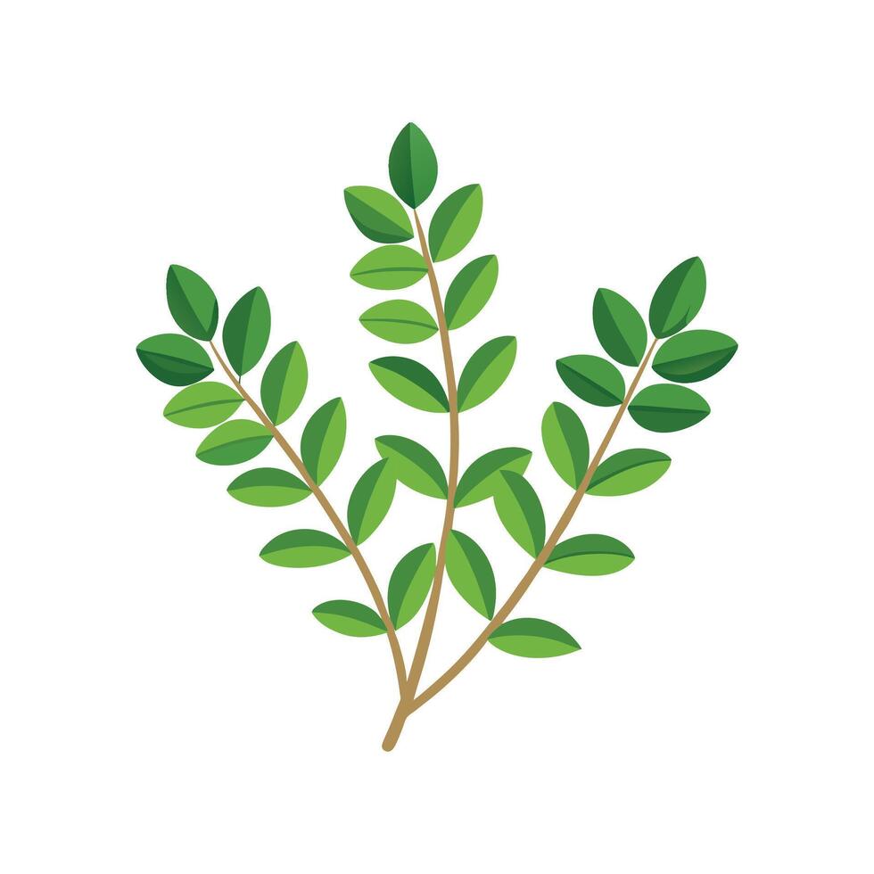 Beautiful Thyme for Unique Designs vector