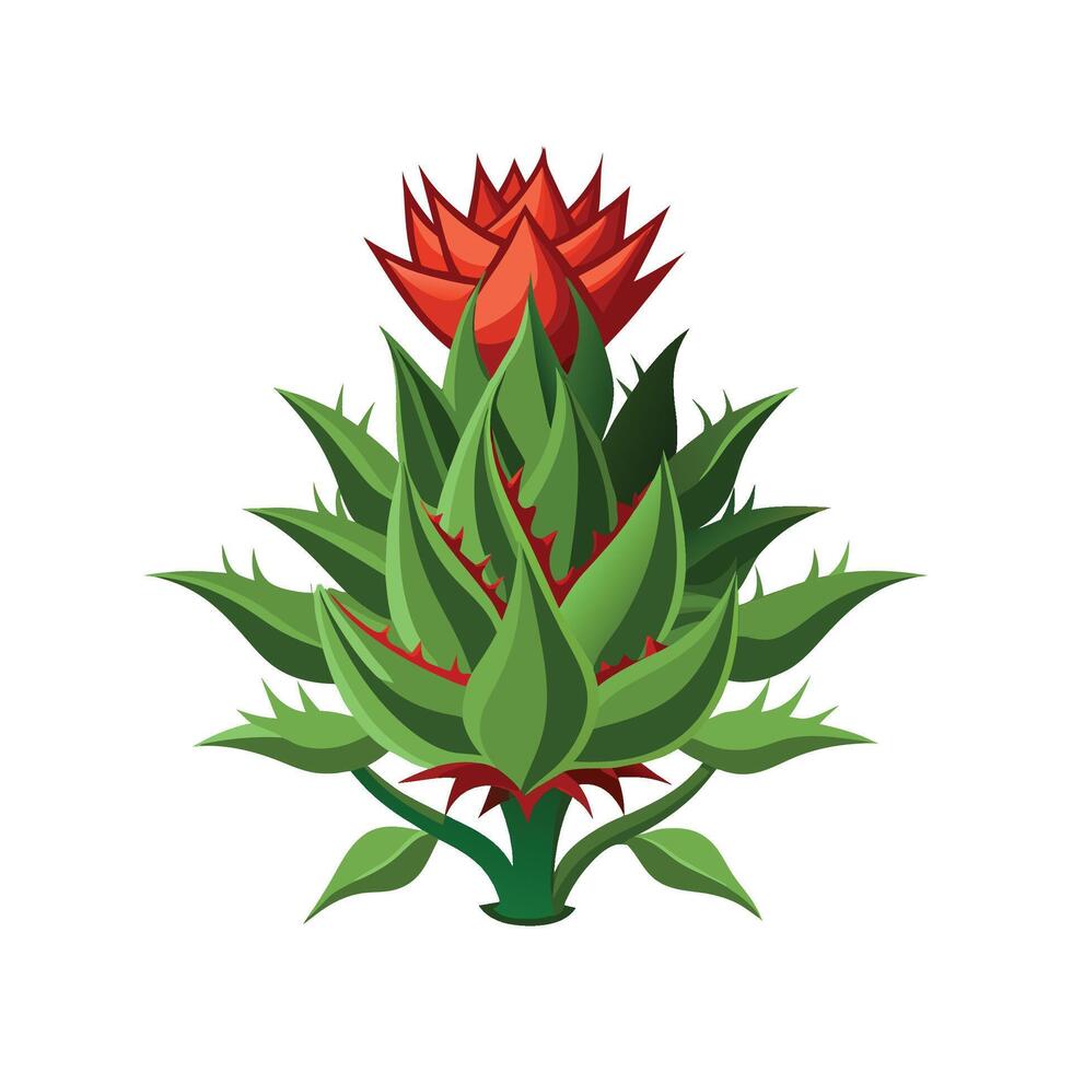 Charming Euphorbia for Unique Decor vector