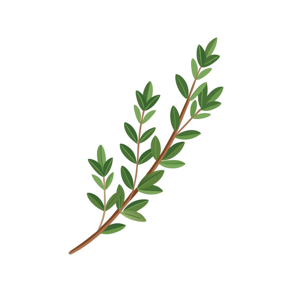 Beautiful Thyme for Nature Art vector