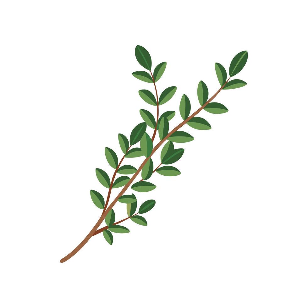 Charming Thyme for Culinary Art vector