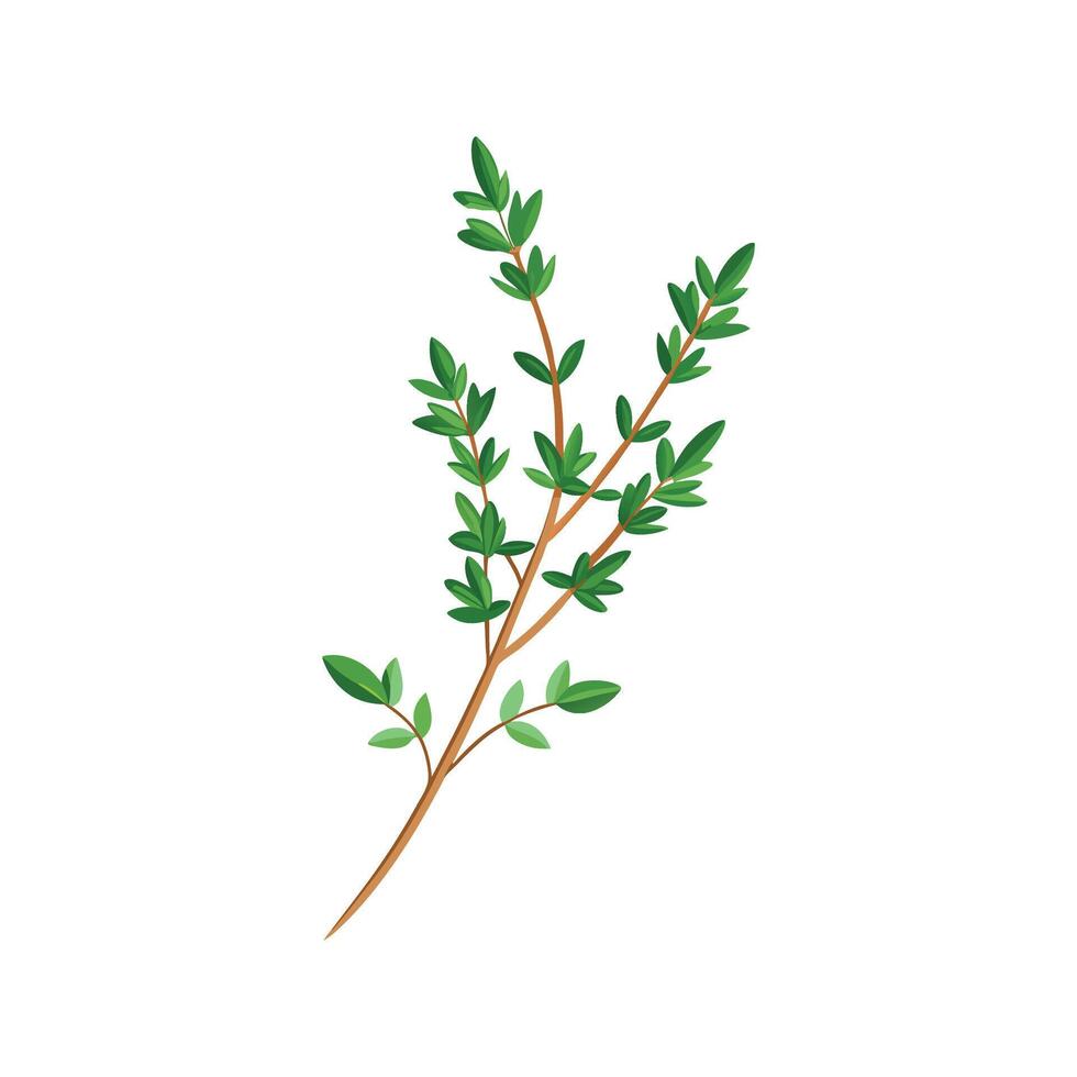 Vibrant Thyme for Fresh Recipes vector