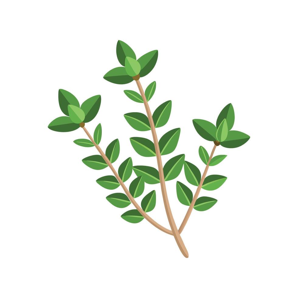 Artful Thymus Vulgaris for Creative Projects vector