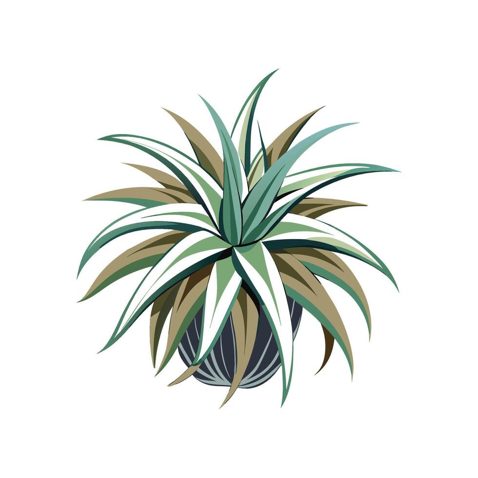 Elegant Xerographica Tillandsia for Home Decor vector